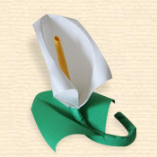 Calla Lily