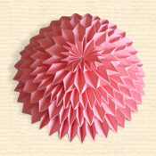 Chrysanthemum