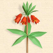 Fritillaria Imperialis