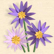 Aster