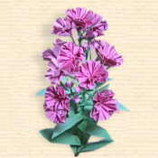 Matthiola Incana