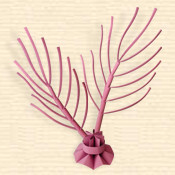 Purple Brush Sea Fan