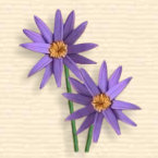 Aster