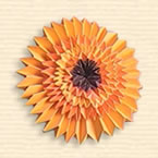 Gerbera