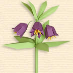 Fritillaria