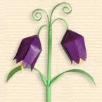 Fritillaria