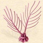 Purple Brush Sea Fan